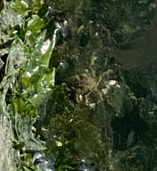 Pyromaia tuberculata