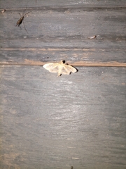 Lepidoptera