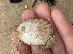 Scutellastra peronii