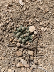 Calyptridium monospermum