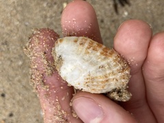 Scutellastra peronii