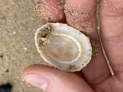 Scutellastra peronii