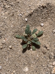 Calyptridium monospermum