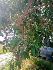 Solanum granulosoleprosum