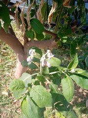 Solanum granulosoleprosum