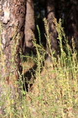 Salsola collina