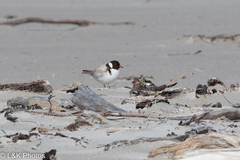 Thinornis cucullatus