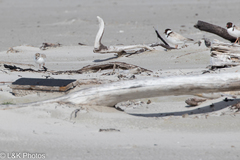 Thinornis cucullatus