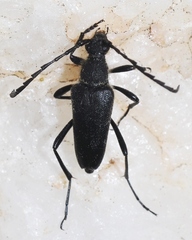 Cribroleptura otini