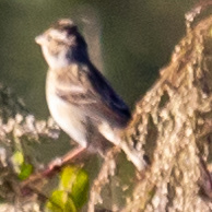 Spizella pallida