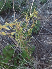 Metastelma barbigerum