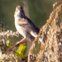 Spizella pallida