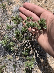 Artemisia rothrockii