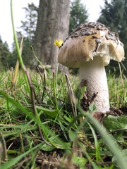 Amanita ceciliae