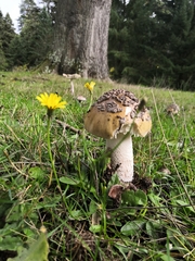 Amanita ceciliae