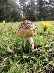 Amanita ceciliae
