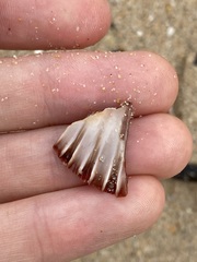Pecten fumatus