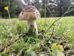 Amanita ceciliae