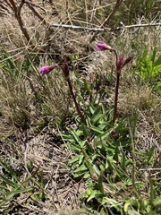 Primula tetrandra