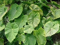 Alocasia