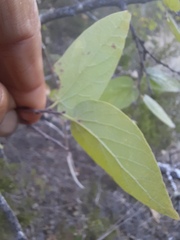 Celtis reticulata