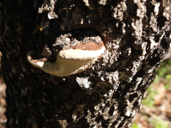 Trametes trogii