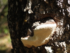Trametes trogii