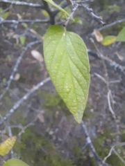 Celtis reticulata