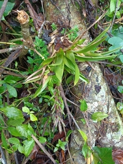 Guzmania monostachia
