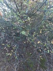 Celtis reticulata