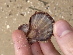 Scaeochlamys livida
