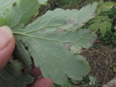 Septoria chelidonii