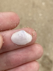 Mactrotoma antecedens