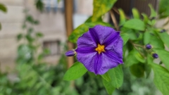 Lycianthes rantonnetii