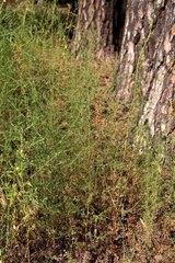 Salsola collina
