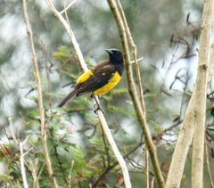 Pseudoleistes guirahuro