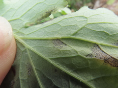 Septoria chelidonii