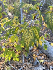 Acer glabrum