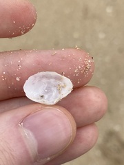 Mactrotoma antecedens