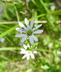 Stellaria flaccida