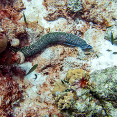 Azurina multilineata