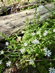 Stellaria flaccida