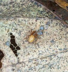Araneomorphae