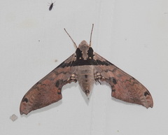 Adhemarius gannascus