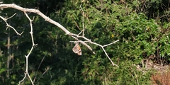 Libytheana carinenta mexicana