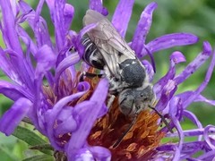Coelioxys