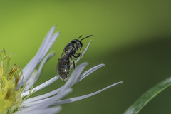 Lasioglossum imitatum