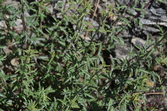 Penstemon richardsonii
