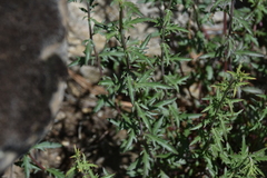 Penstemon richardsonii
