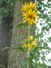Helianthus grosseserratus